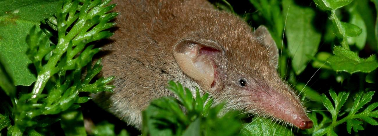 Crocidura russula