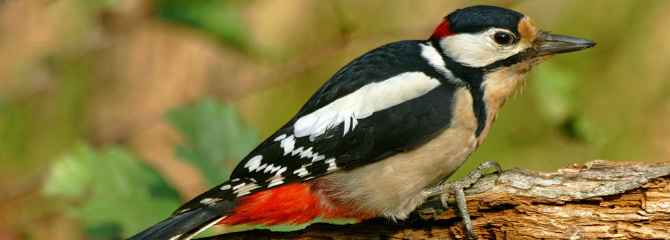Dendrocopos major