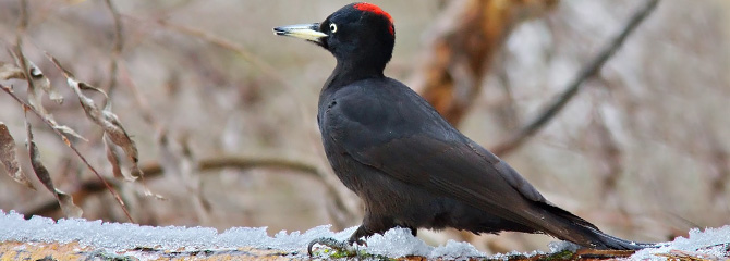 Dryocopus martius