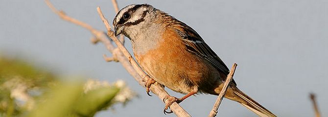 Emberiza cia