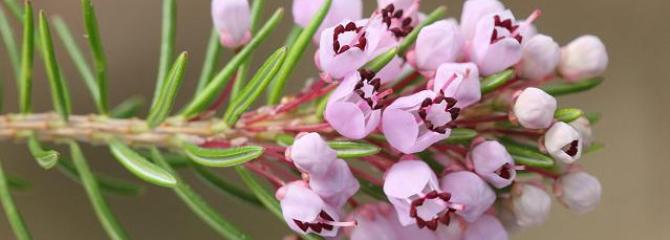 Erica vagans