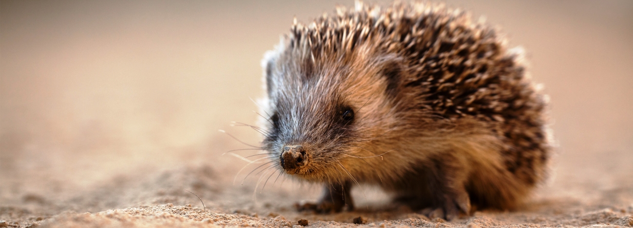 Erinaceus europaeus