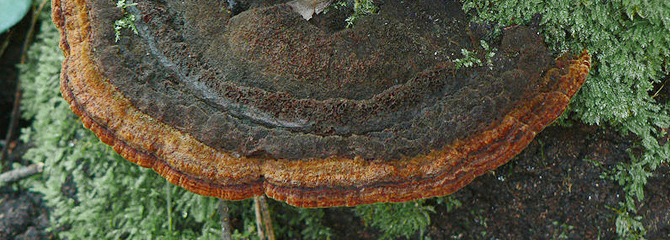 Fuscoporia torulosa