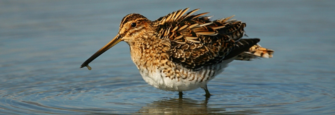 Gallinago gallinago