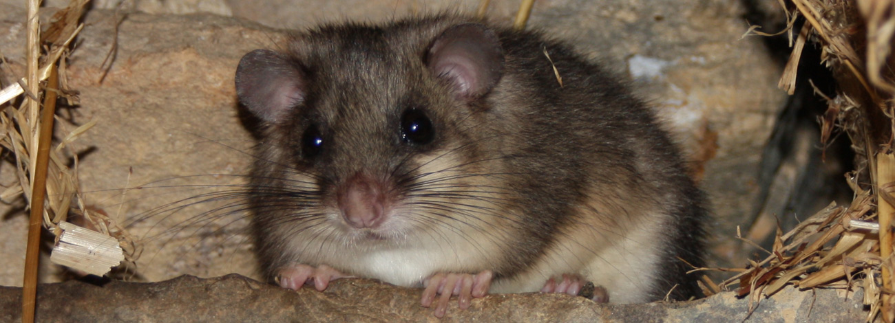 Glis glis