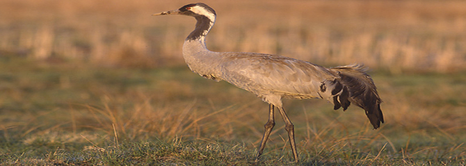 Grus grus