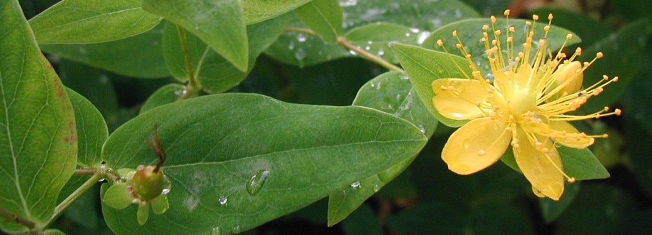 Hypericum hircinum