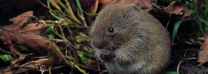 Microtus agrestis