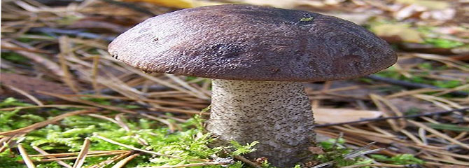 Leccinum scabrum
