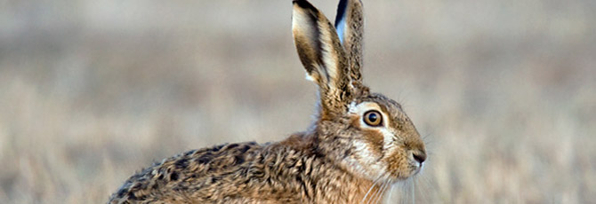 Lepus europaeus