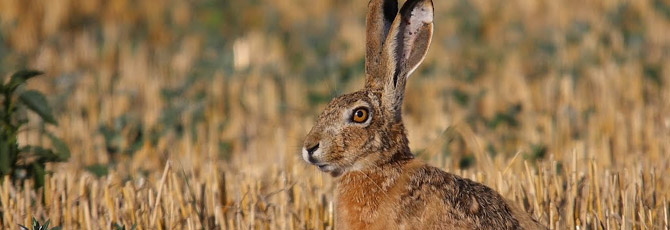 Lepus granatensis
