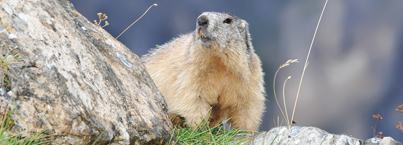 Marmota marmota