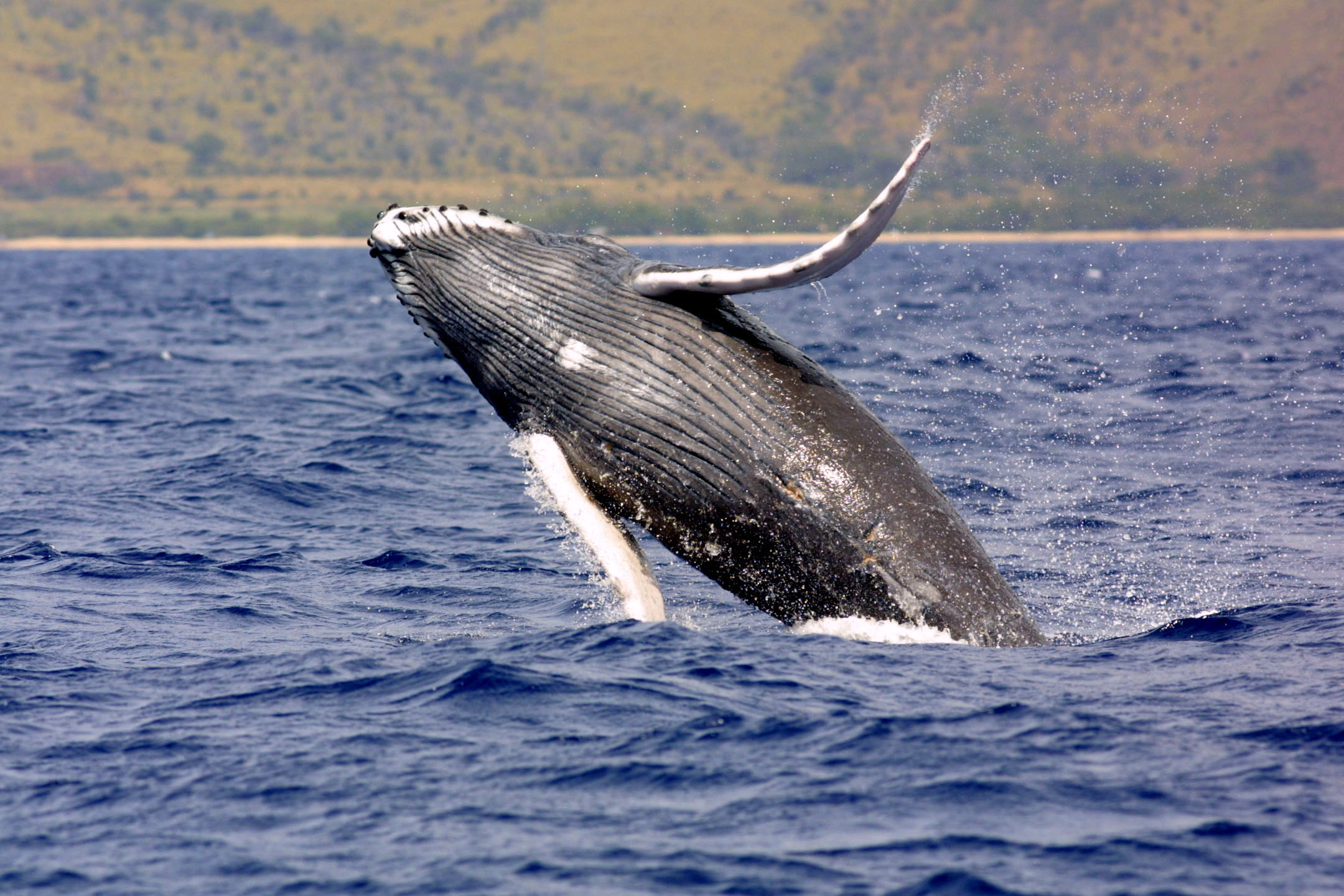 Megaptera novaeangliae