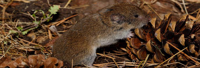 Microtus gerbei