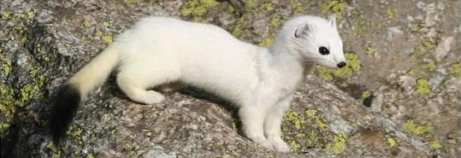 Mustela erminea