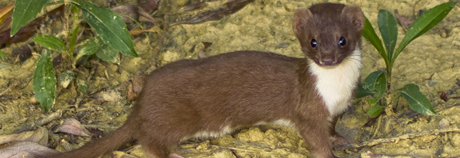 Mustela nivalis