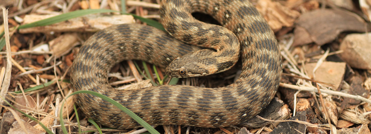 Natrix maura