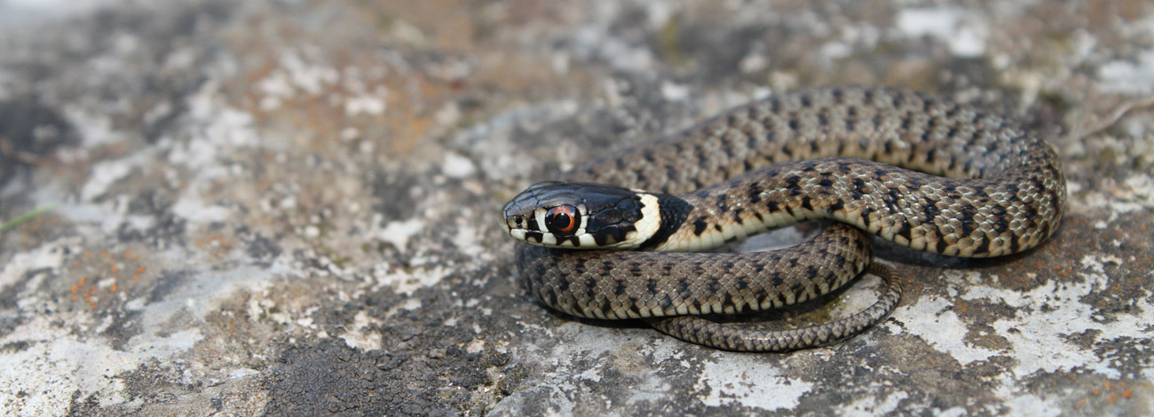 Natrix natrix