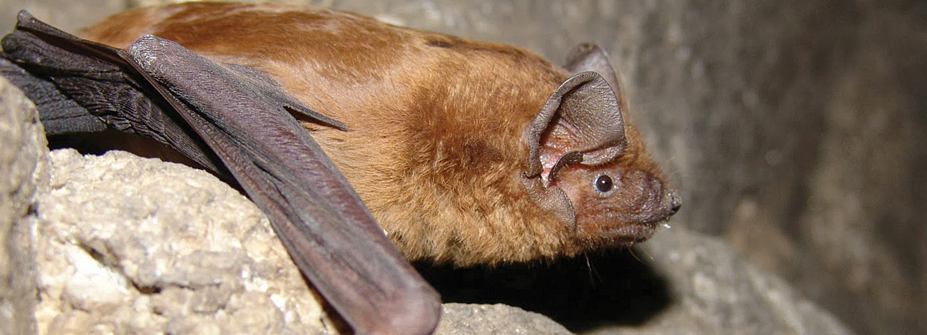 Nyctalus lasiopterus