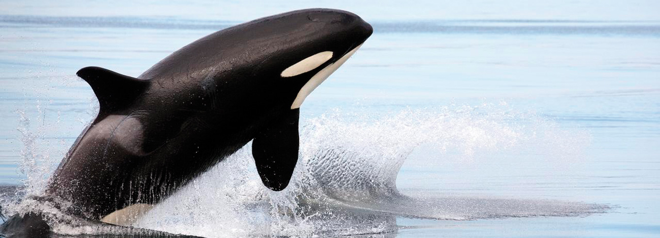 Orcinus orca