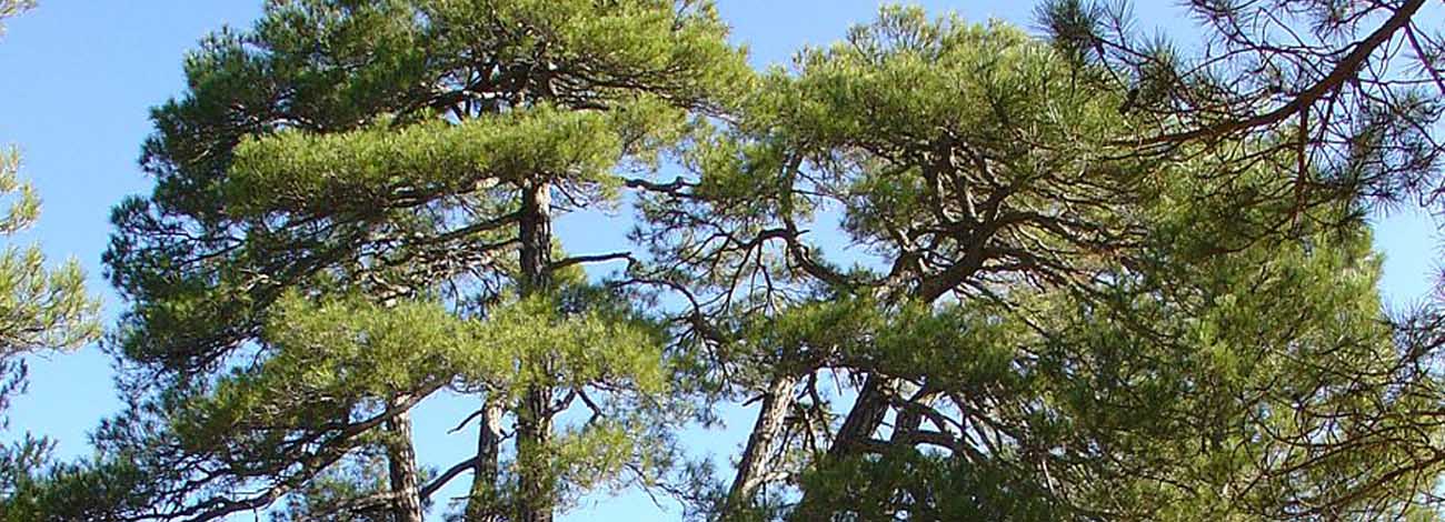 Pinus nigra