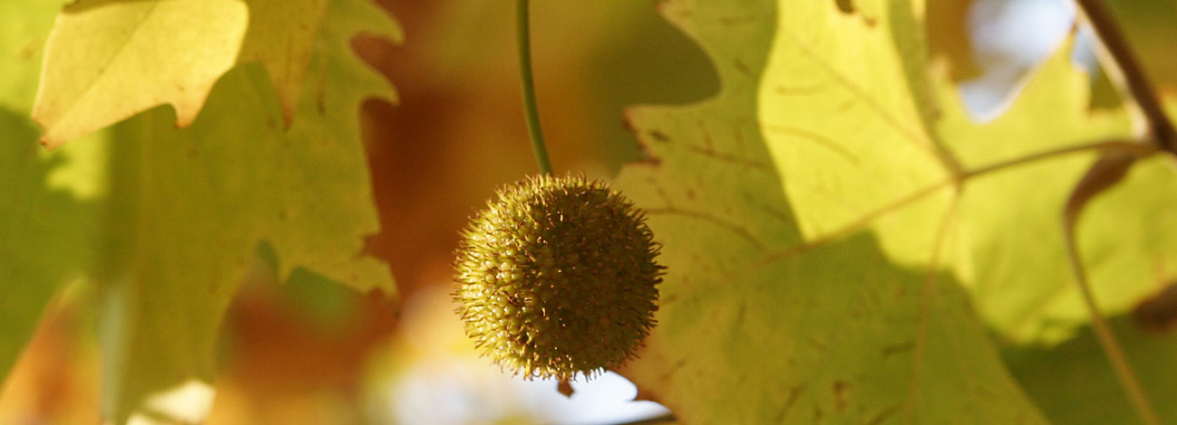 Platanus x hybrida