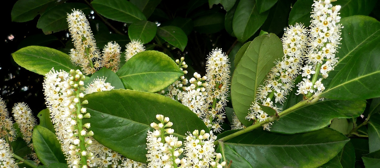 Prunus laurocerasus