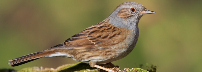 Prunella modularis