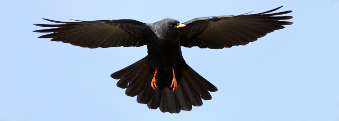 Pyrrhocorax graculus