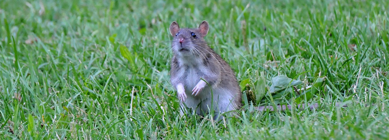 Rattus rattus