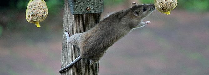 Rattus norvegicus