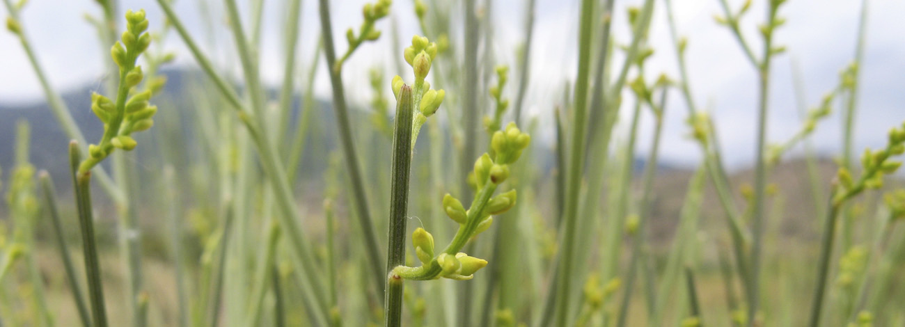 Retama sphaerocarpa