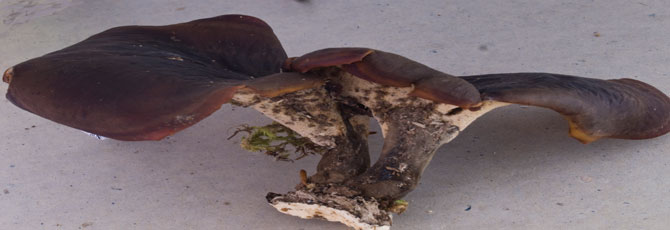 Royoporus badius