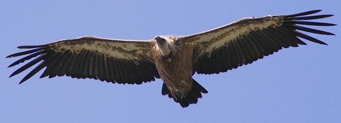 Gyps fulvus