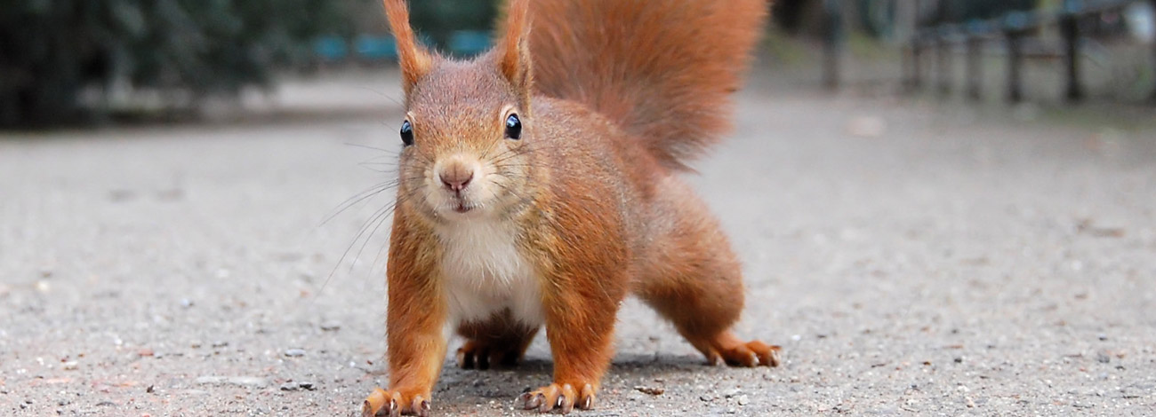 Sciurus vulgaris