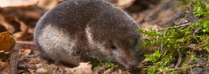 Sorex coronatus