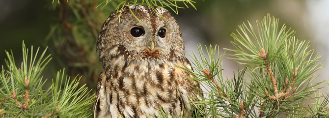 Strix aluco