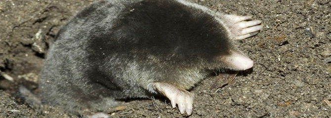 Talpa occidentalis