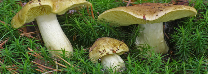 Tricholoma equestre