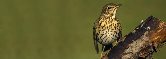 Turdus philomelos