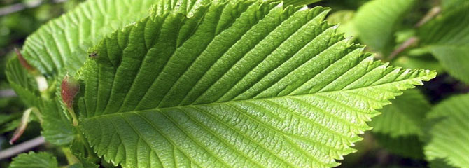 Ulmus glabra
