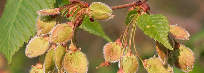 Ulmus laevis
