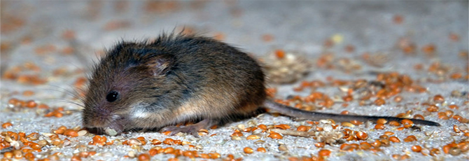 Micromys minutus