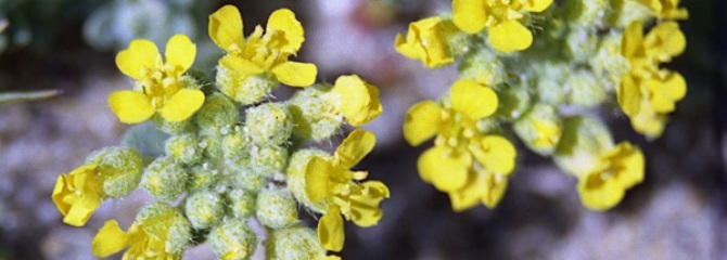 Alyssum loiseleurii