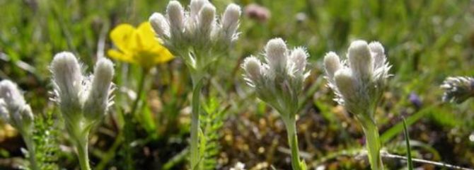 Antennaria dioica