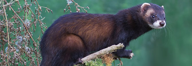 Mustela putorius