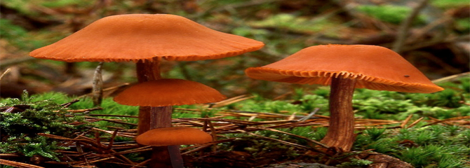 Laccaria laccata