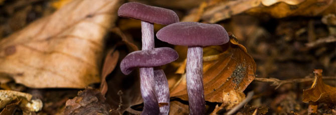 Laccaria amethystina