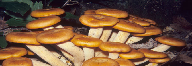 Omphalotus illudens