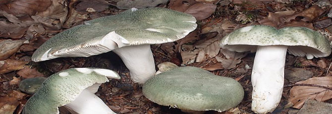 Russula virescens